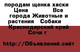 породам щенка хаски › Цена ­ 10 000 - Все города Животные и растения » Собаки   . Краснодарский край,Сочи г.